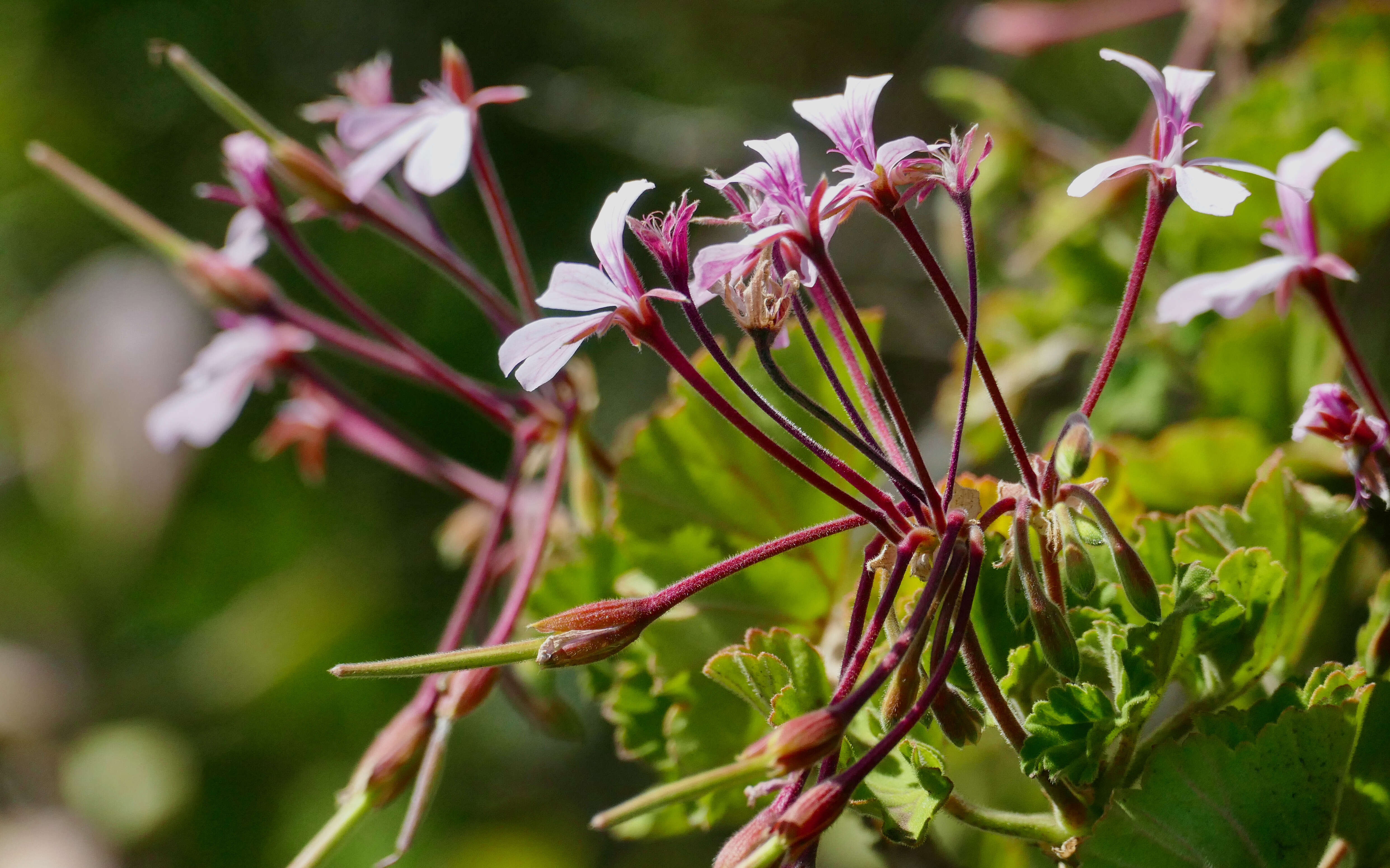 Image of horseshoe geranium