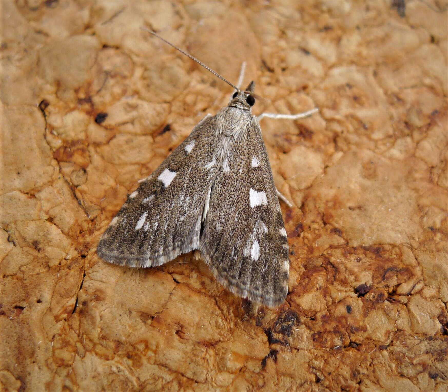 Image of Olive Pearl