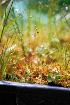 Image of purging flax, fairy flax