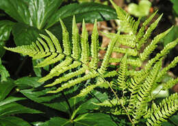 Image of Autumn fern