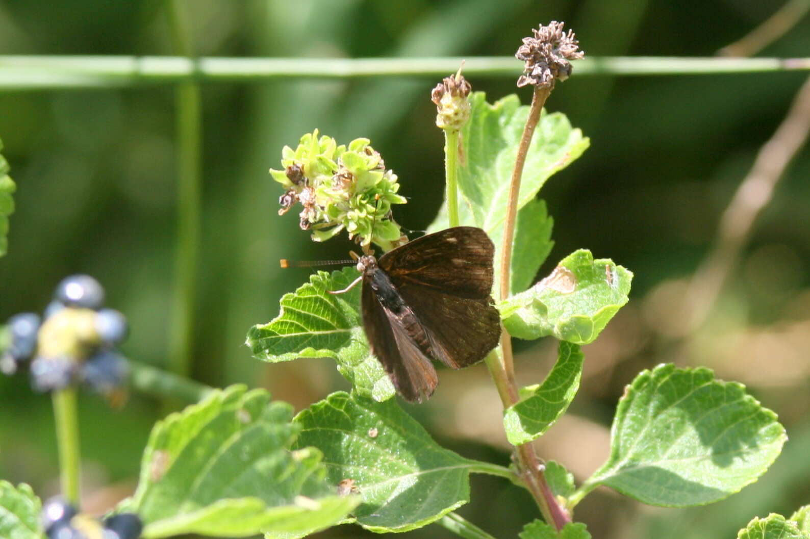 Image of Dingy Purplewing