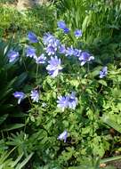 Image of blue anemone