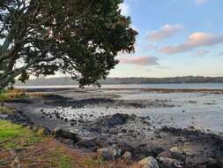 Image of Gray Mangrove