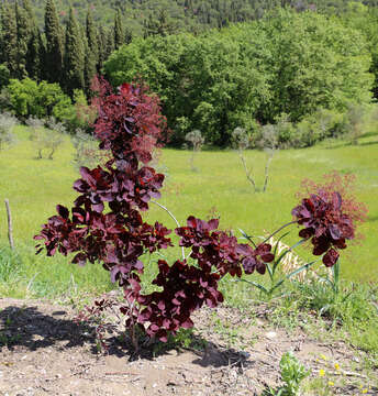 Image of European smoketree