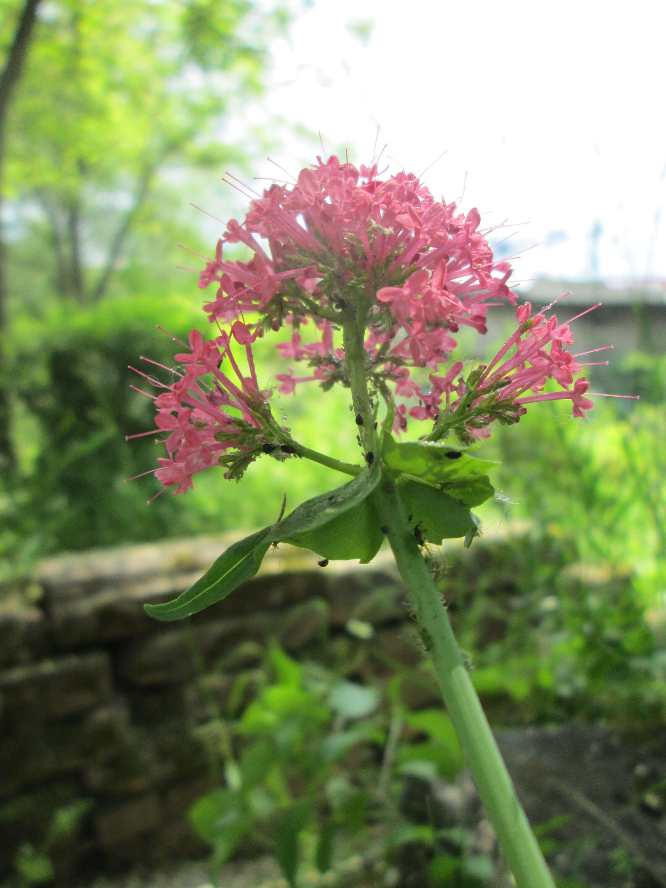 Image of Red Valerian