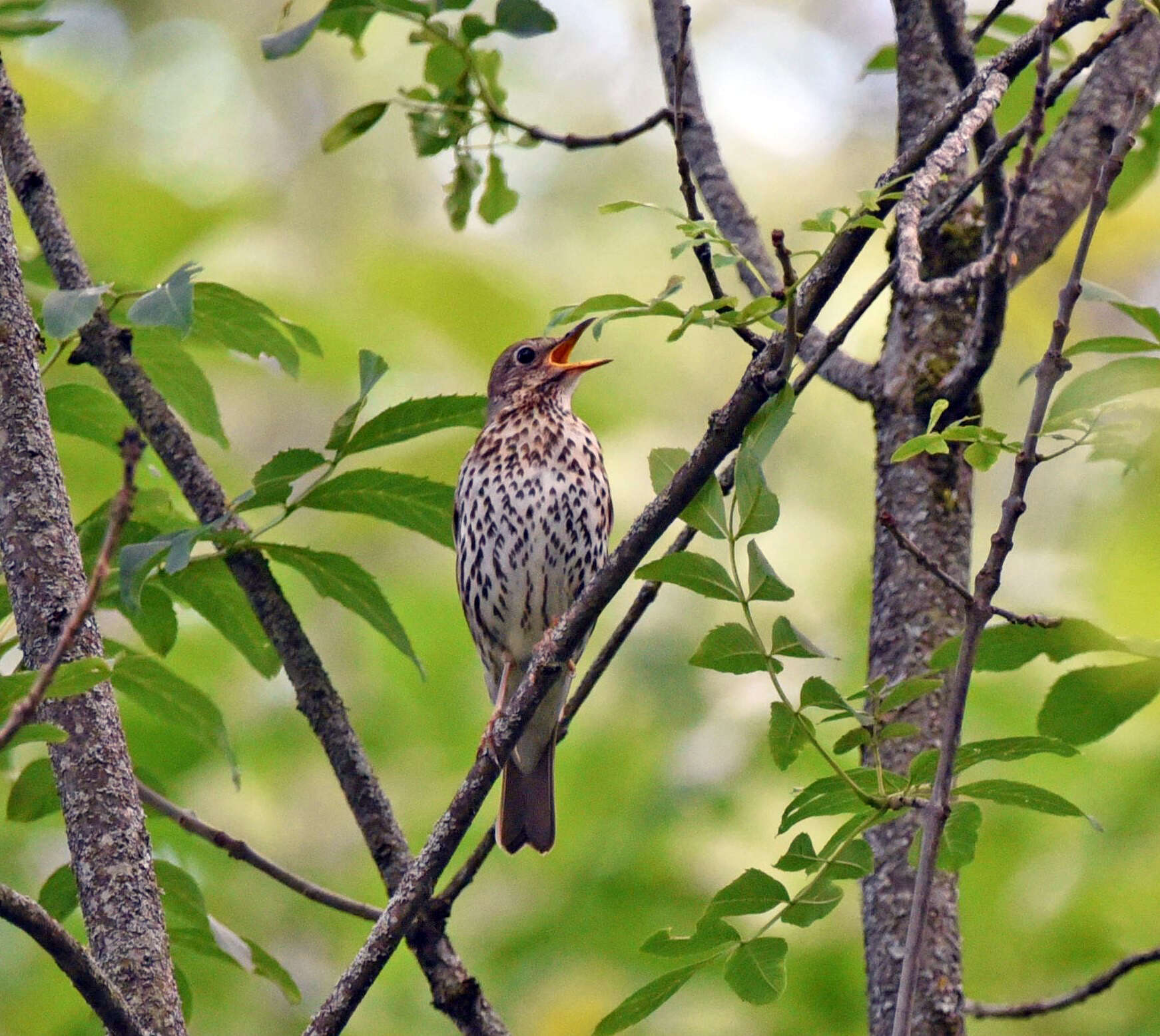 Image of Song Thrush