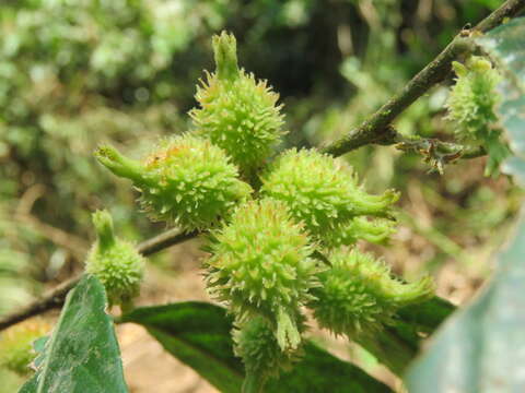 Image of Aporosa bourdillonii Stapf