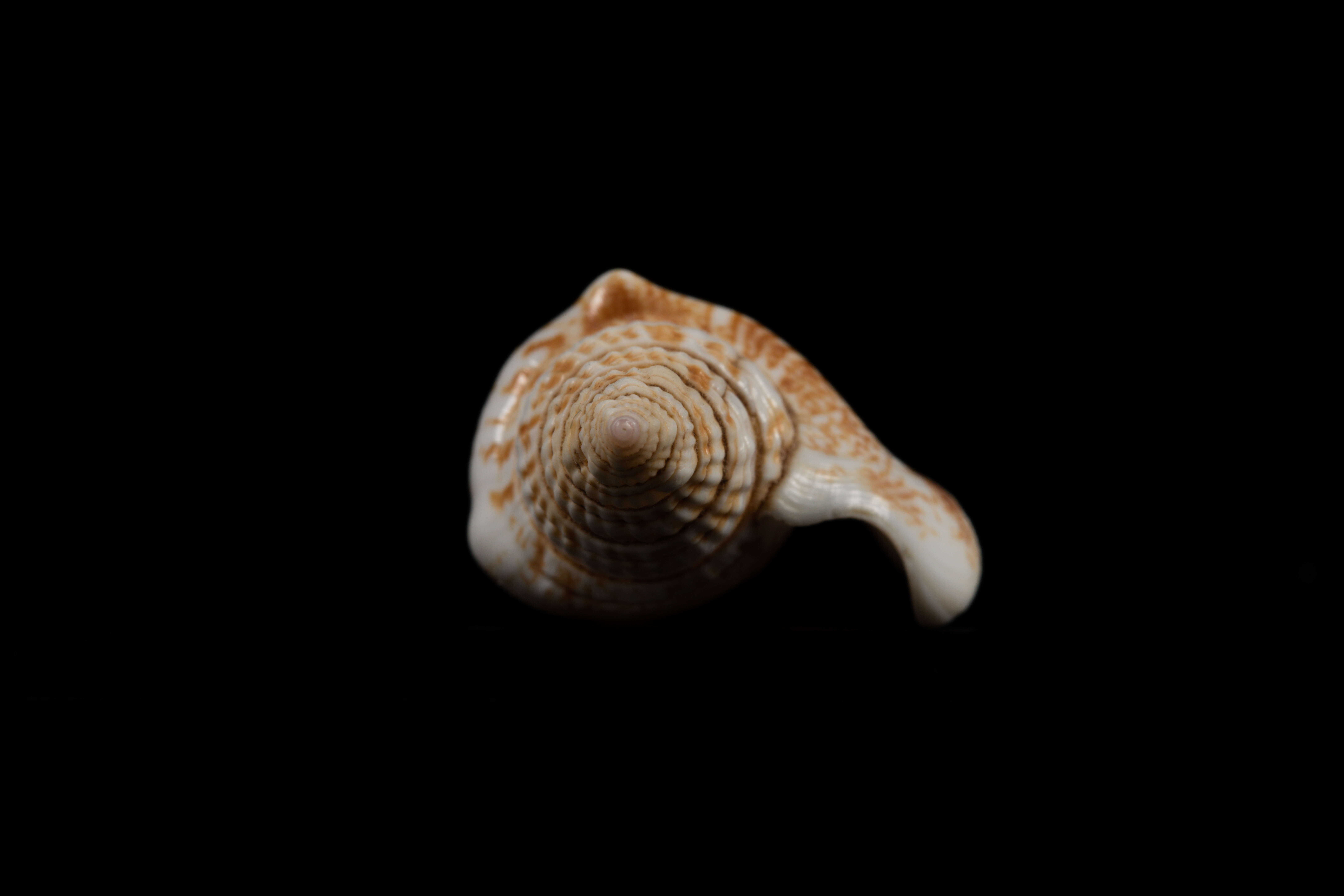 Image of Campbell's conch