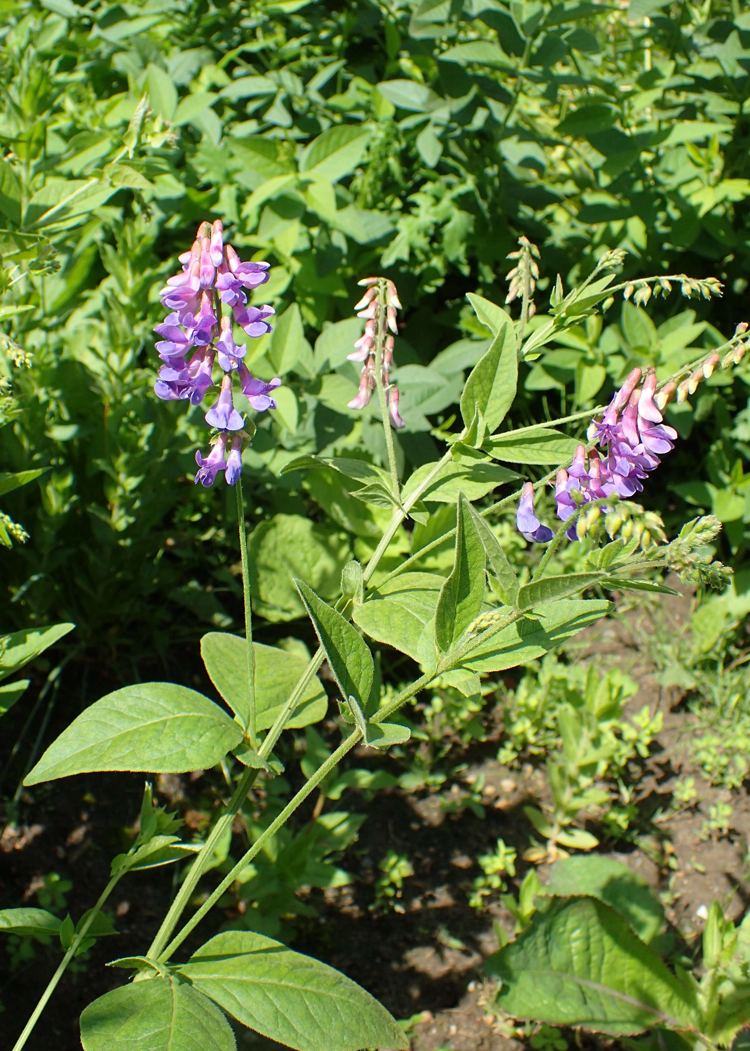 Image of two-leaf vetch