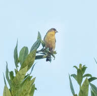 Image of Lesser Goldfinch