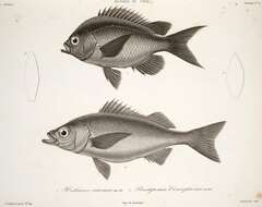 Image de Chromis crusma (Valenciennes 1833)