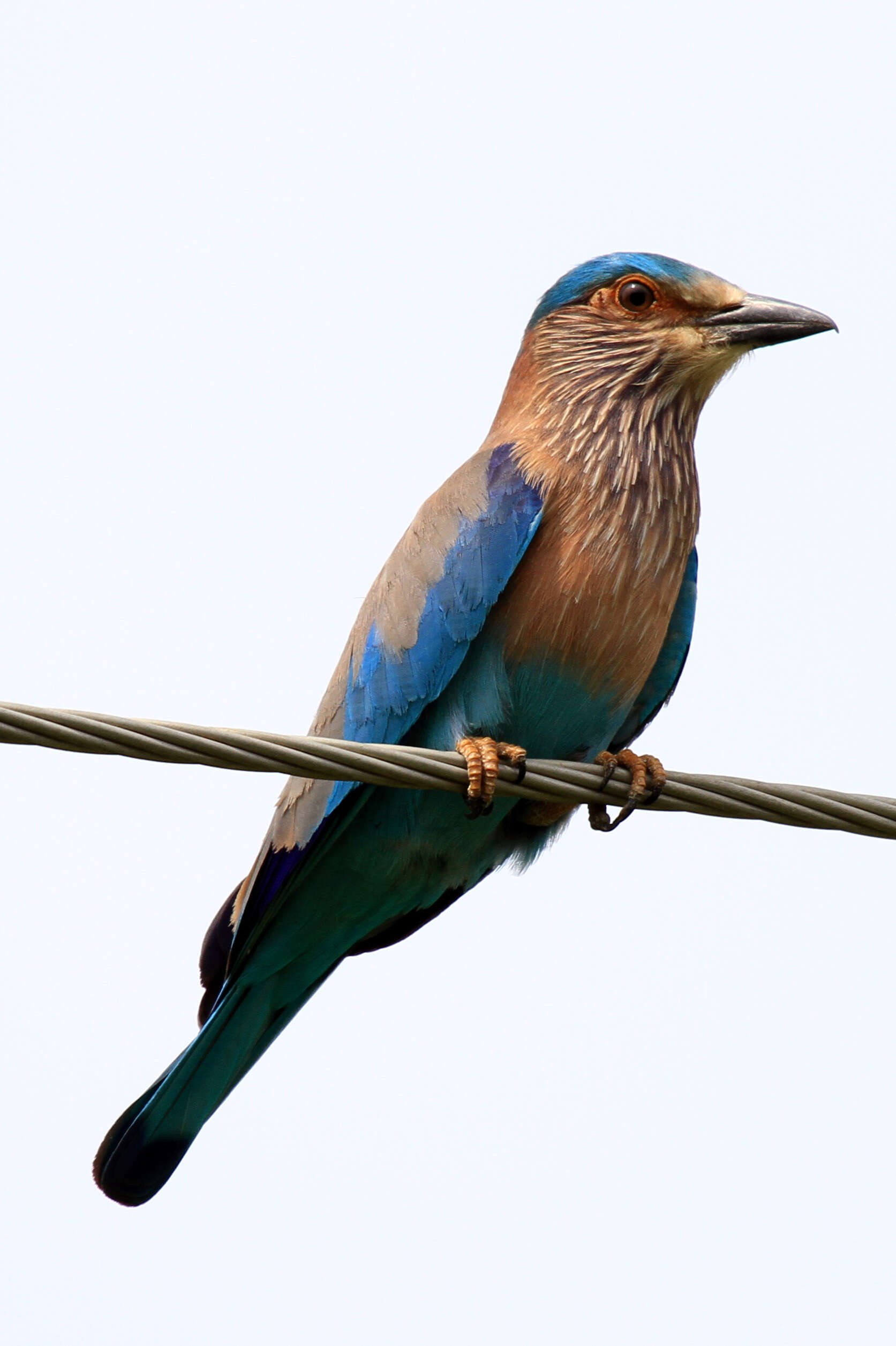 Image of Indian Roller