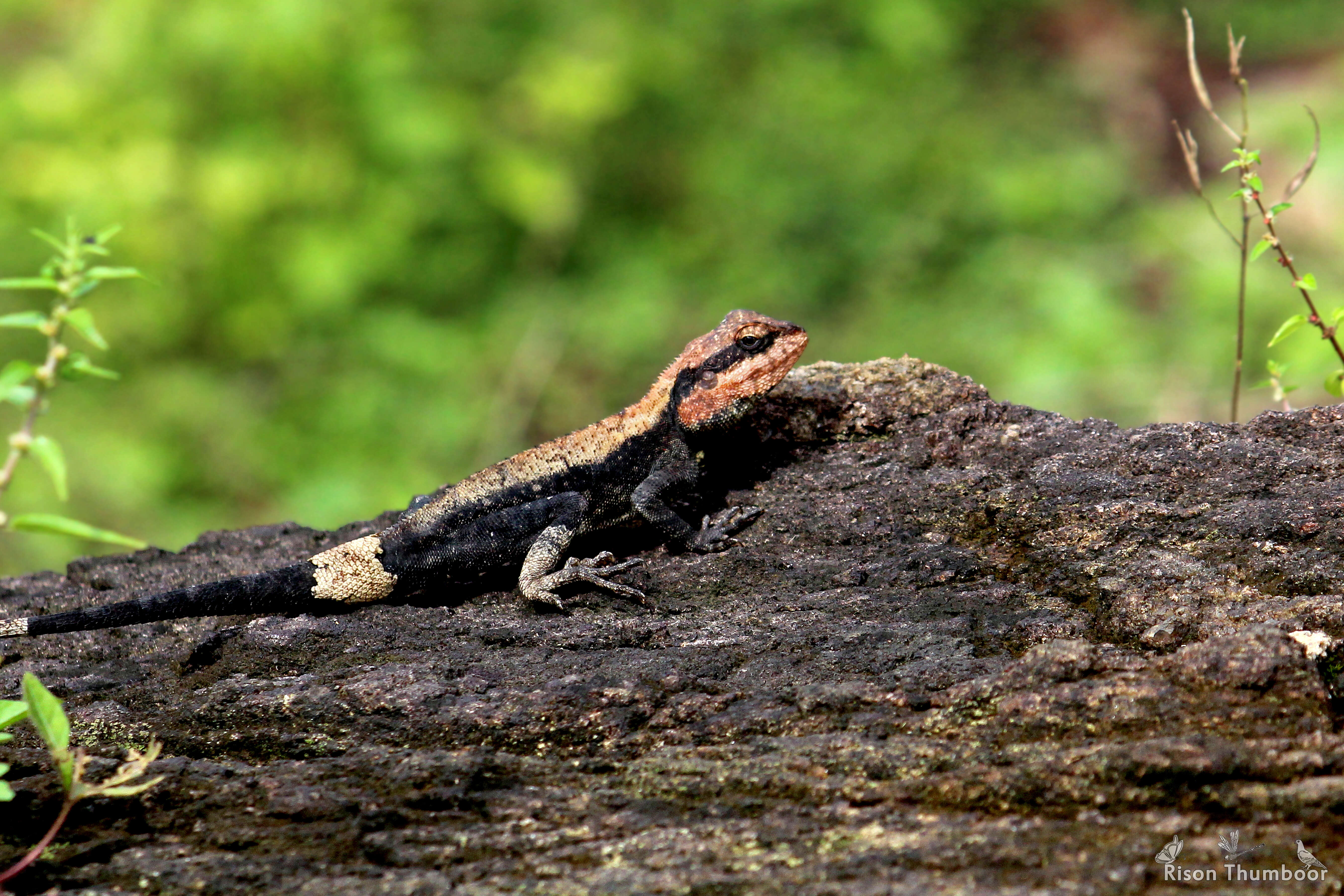 Image of Rock Dragon