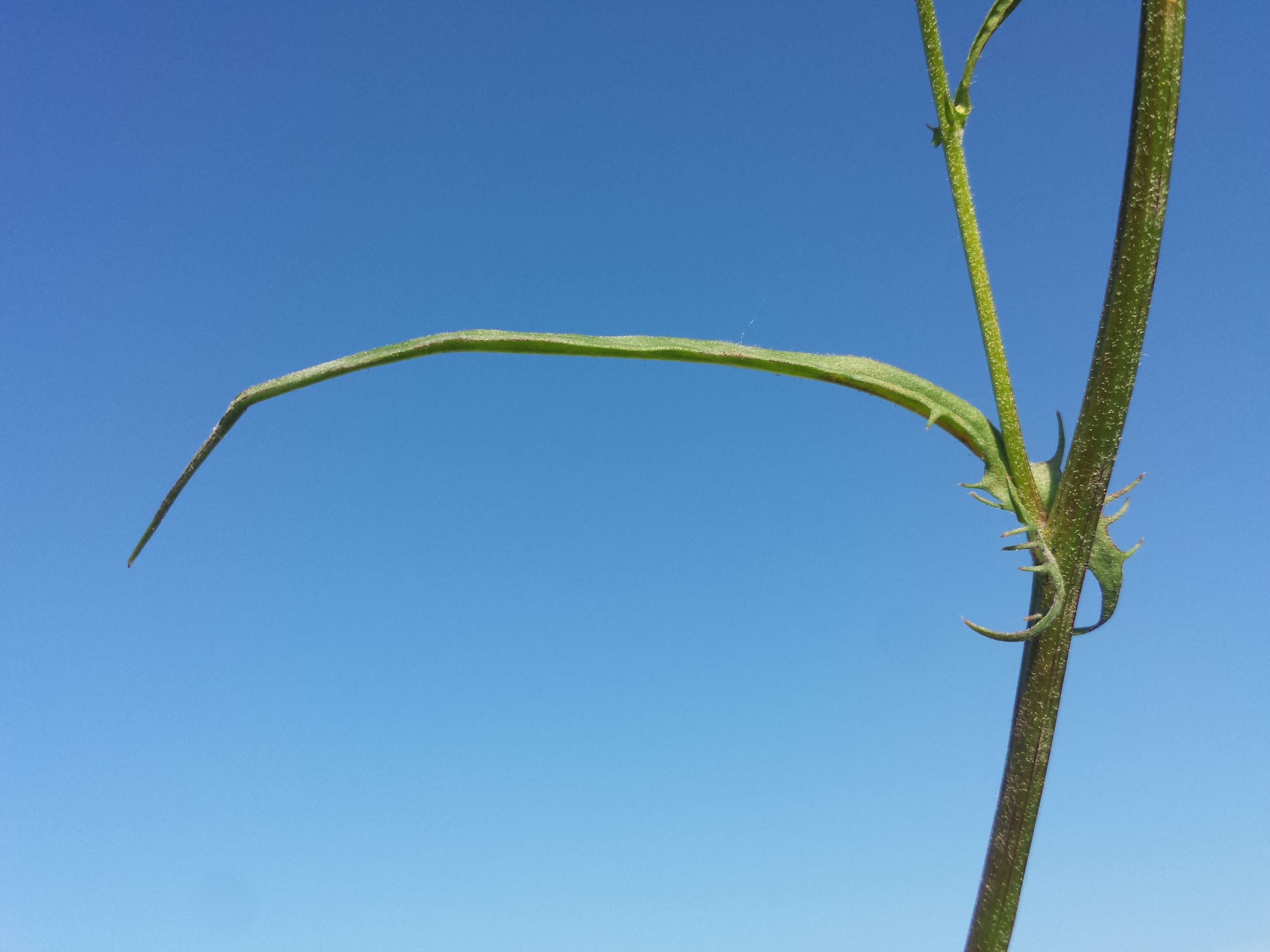 Image of smooth hawksbeard