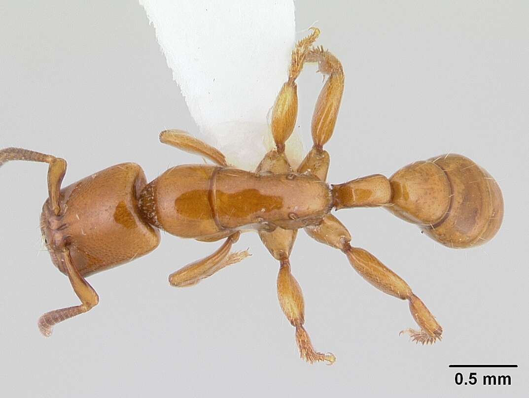 Imagem de Centromyrmex secutor