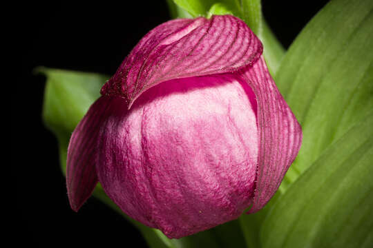 Image of Large-flowered Cypripedium