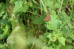 Image of chocolate pansy