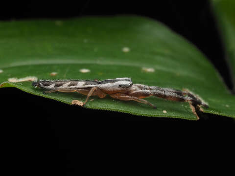 Image of Pike Slender Jumper