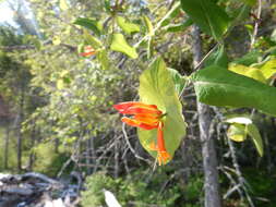 Image of Orange Honeysuckle