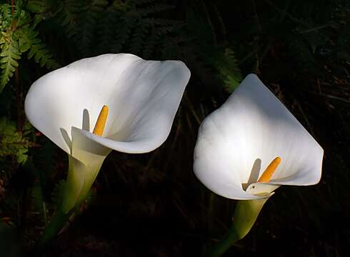 Image of calla lily