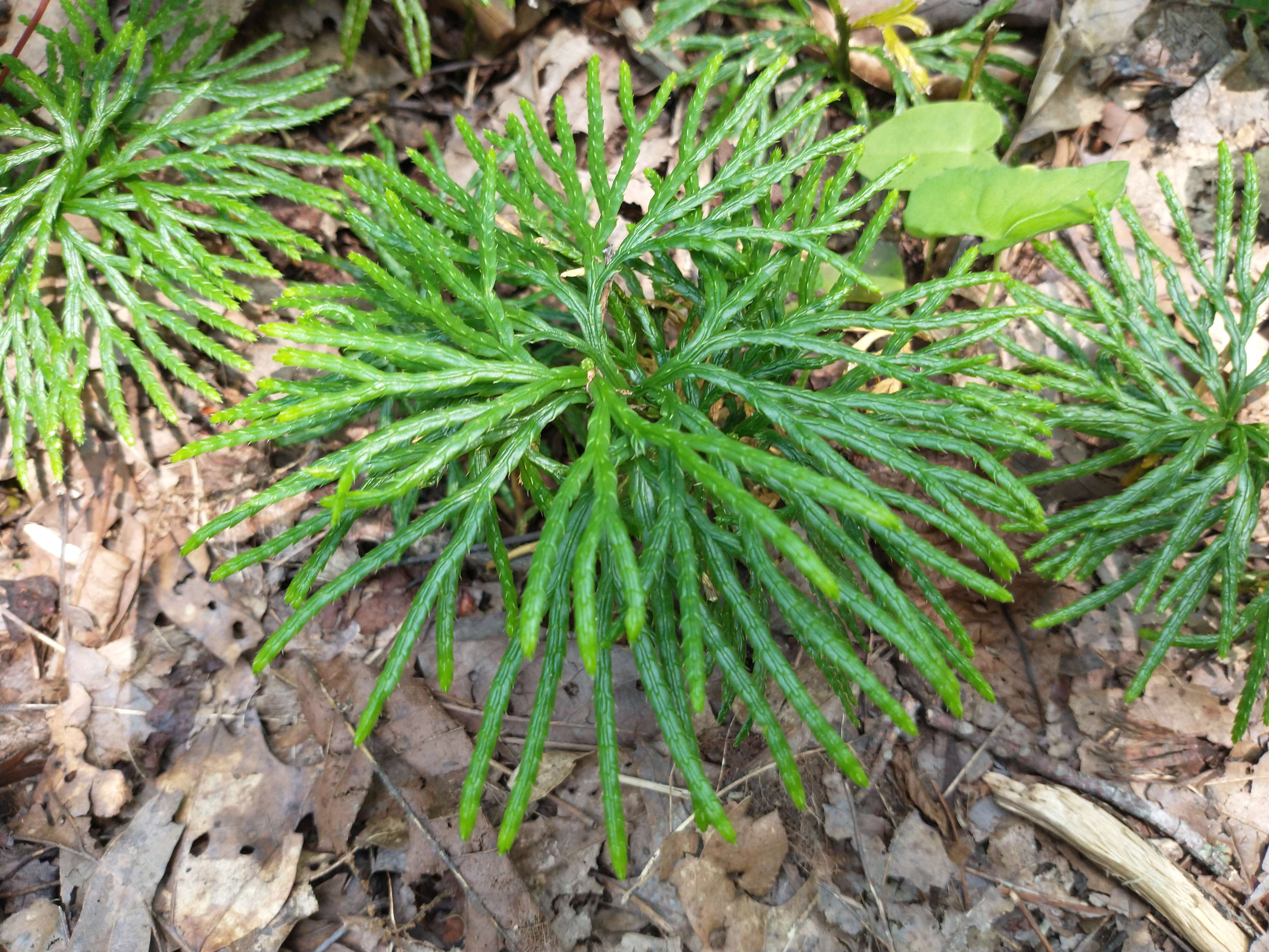 Image of fan clubmoss