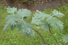 Image of Crataegus orientalis Pall. ex Bieb.