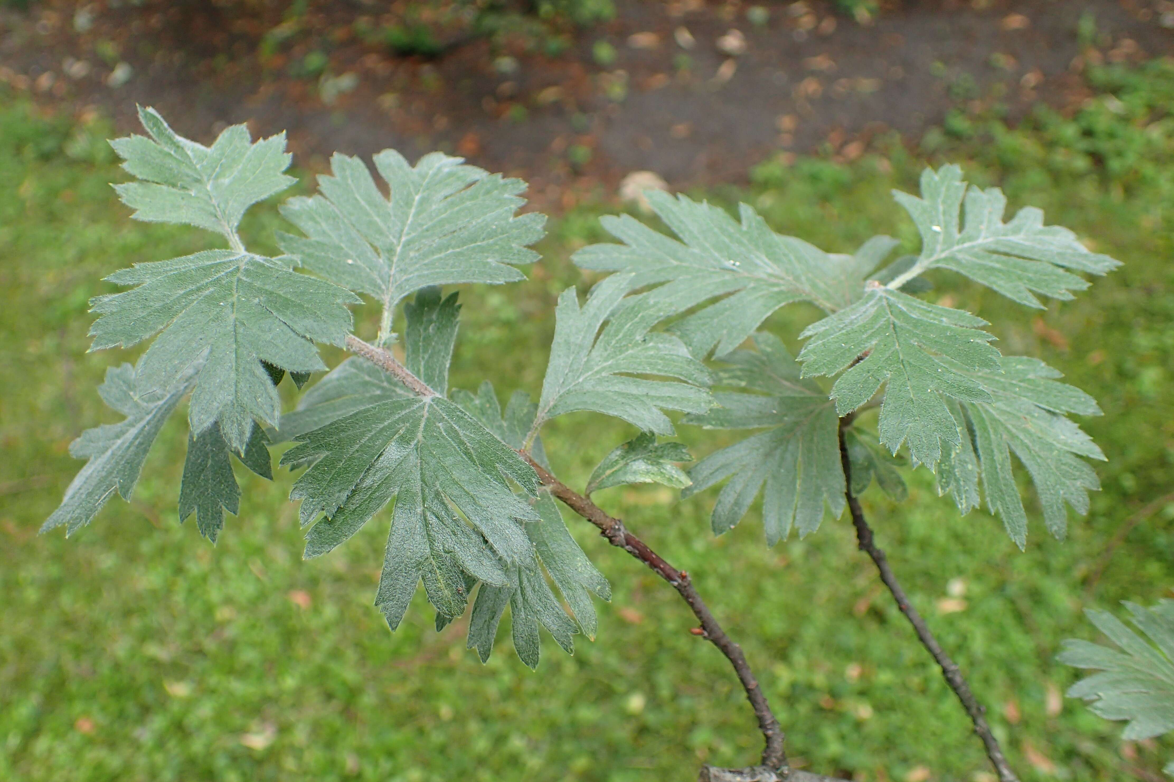 Image of Crataegus orientalis Pall. ex Bieb.