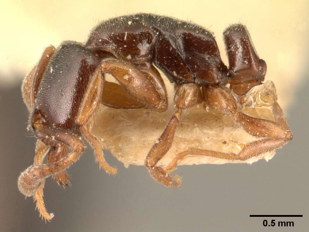 Image of Roger's Ant