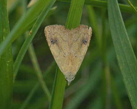 Image of straw dot