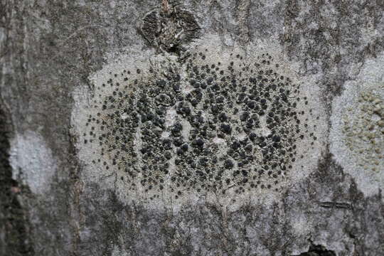 Image of lecidella lichen