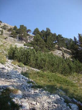 Image of Bosnian Pine