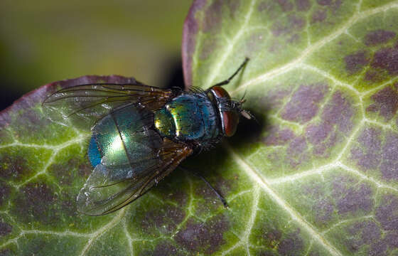 Image of English ivy