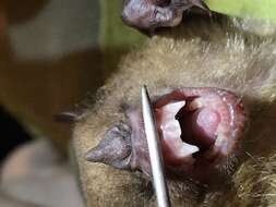 Image of Little Yellow-shouldered Bat