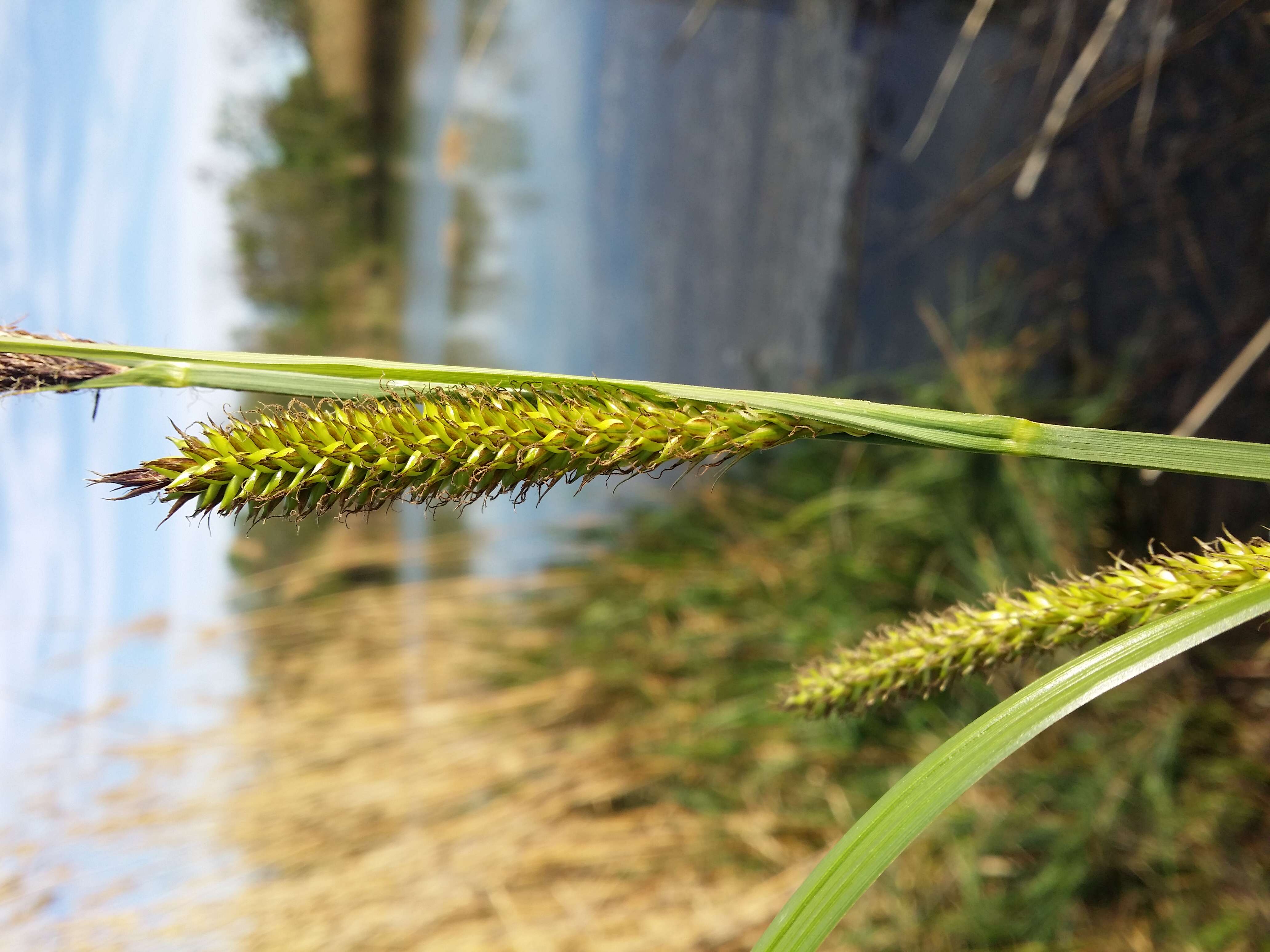 Image of Greater Pond-Sedge