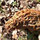 Image of Morchella vulgaris