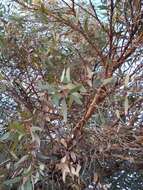 Eucalyptus sideroxylon A. Cunn. ex Woolls resmi