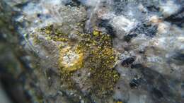 Image of orange lichen