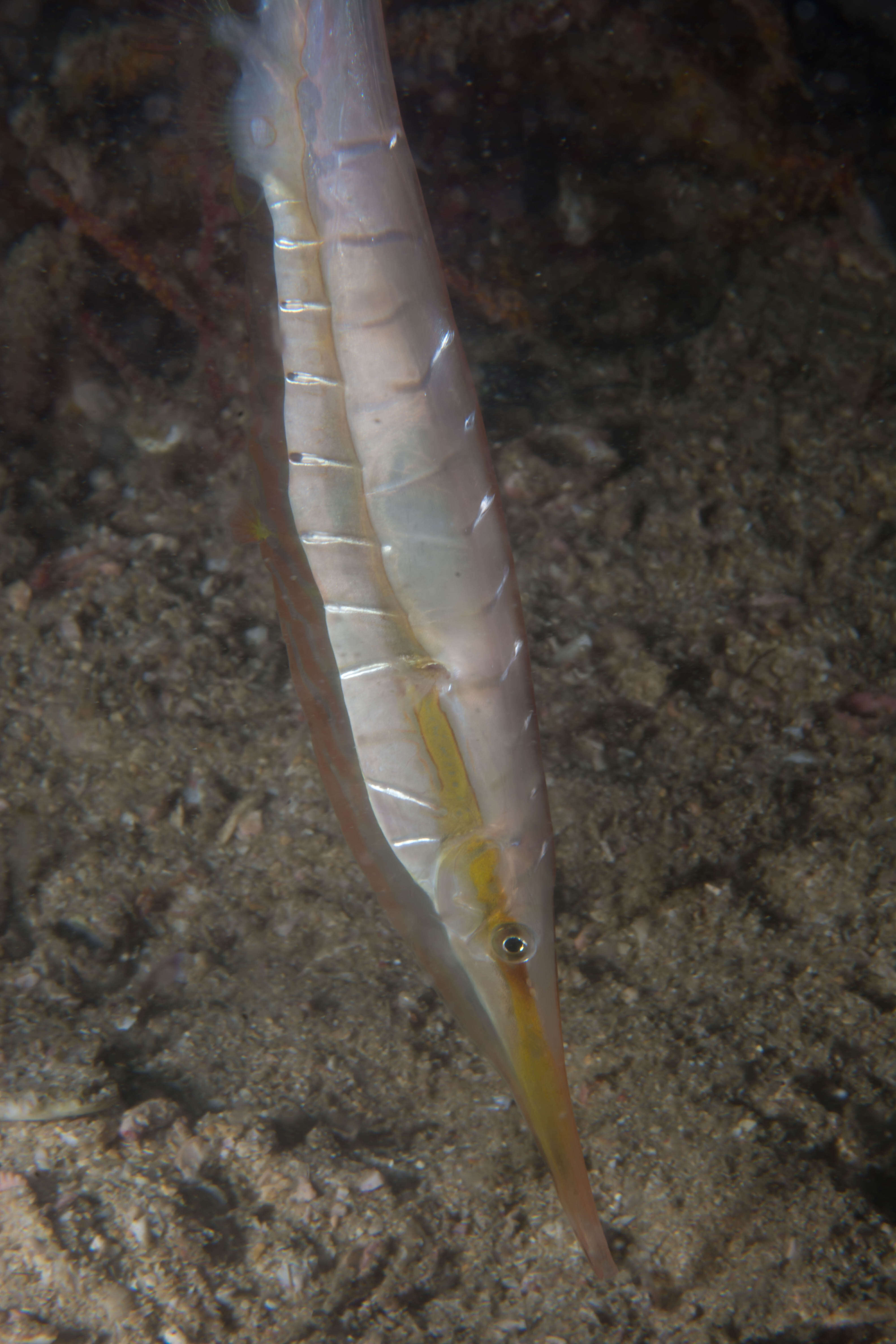 Image of Smooth Razorfish