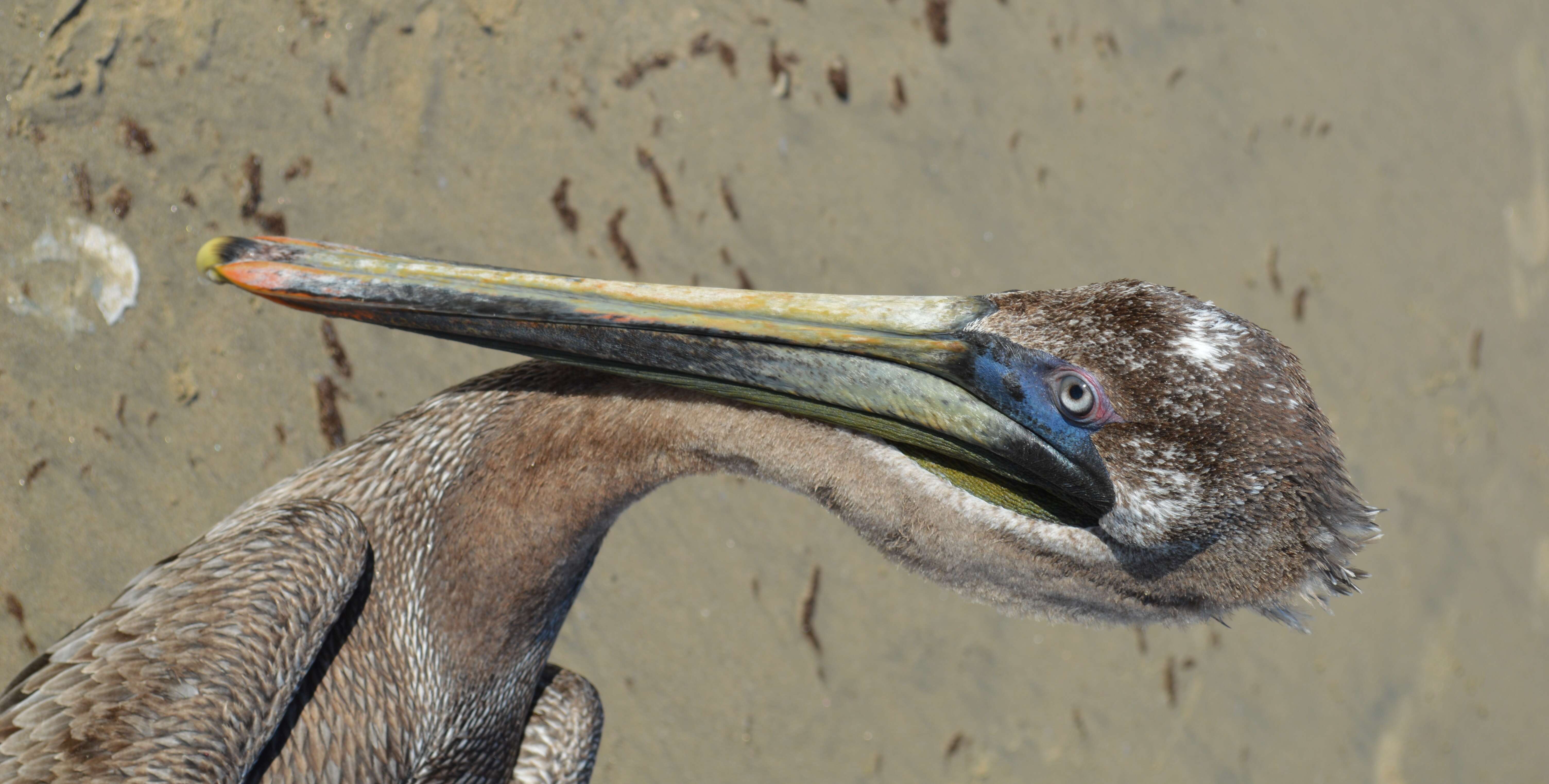 Image of California brown pelican