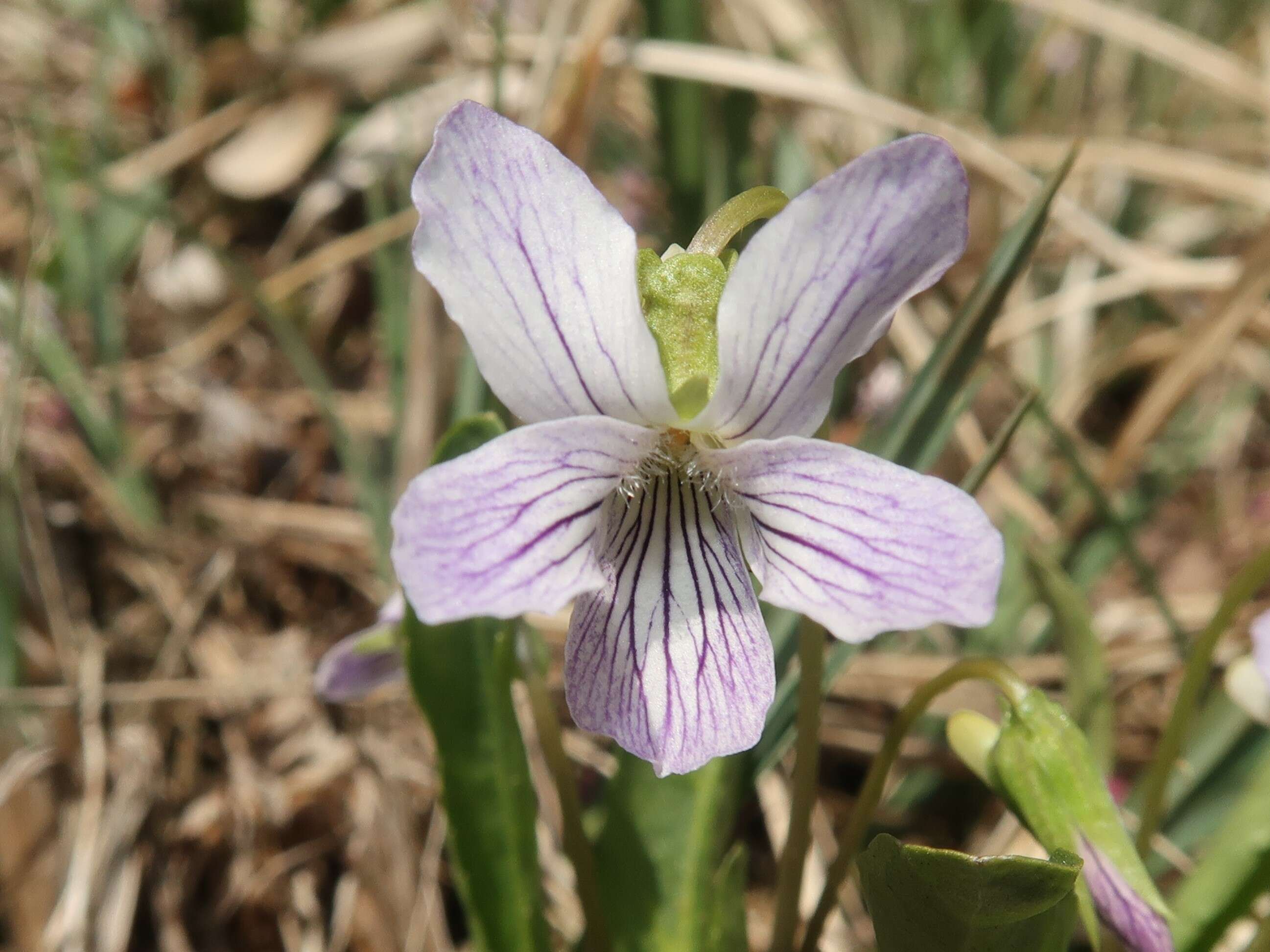 Image of Viola betonicifolia Smith