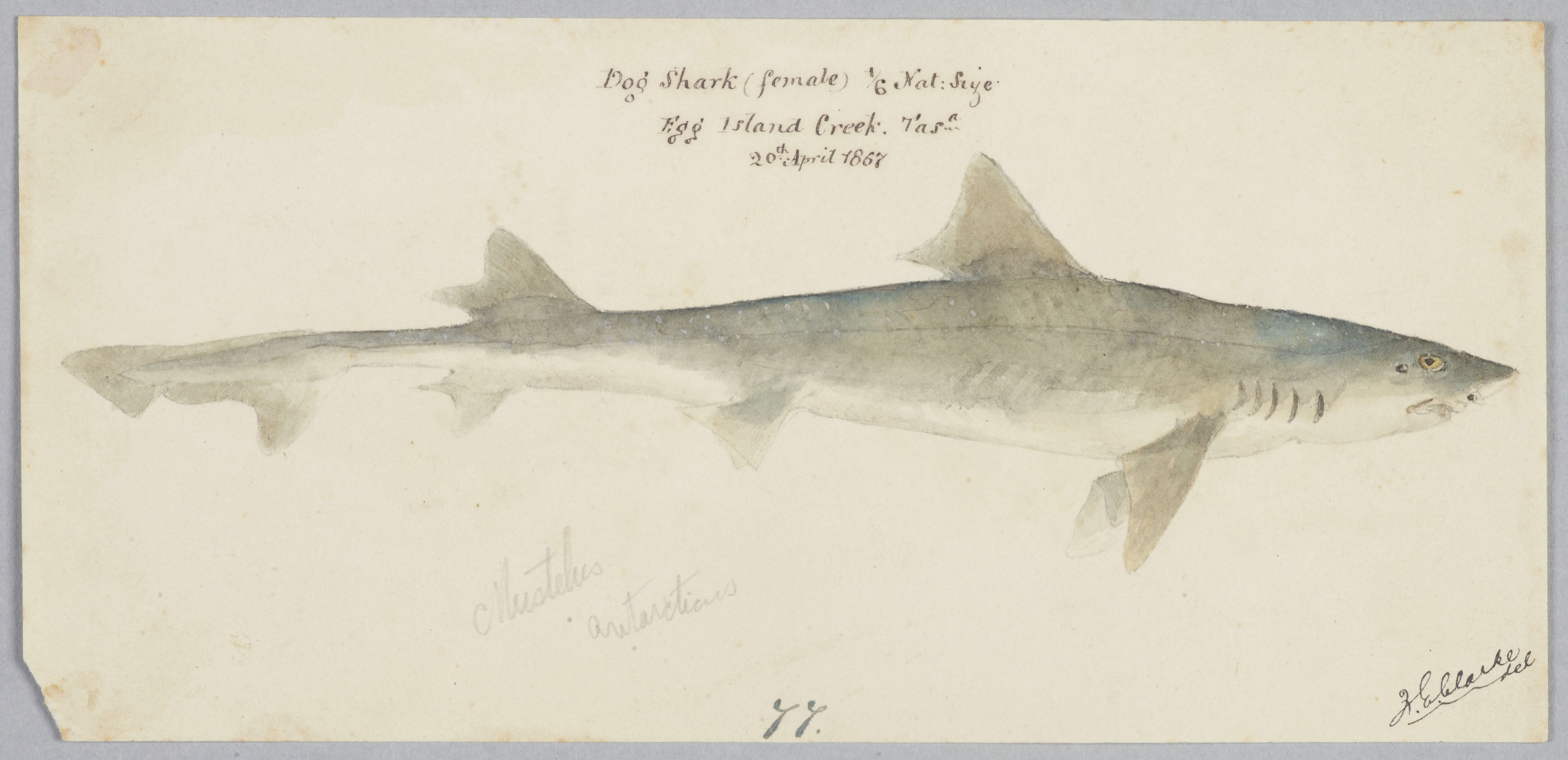 Слика од Mustelus antarcticus Günther 1870