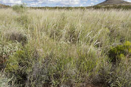 Image of Arizona cottontop