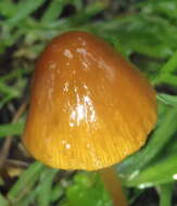 Imagem de Conocybe tenera (Schaeff.) Fayod 1889