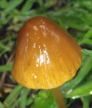 Imagem de Conocybe tenera (Schaeff.) Fayod 1889