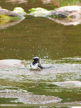 Image of White-browed Wagtail