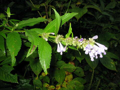 Nepeta subsessilis Maxim. resmi