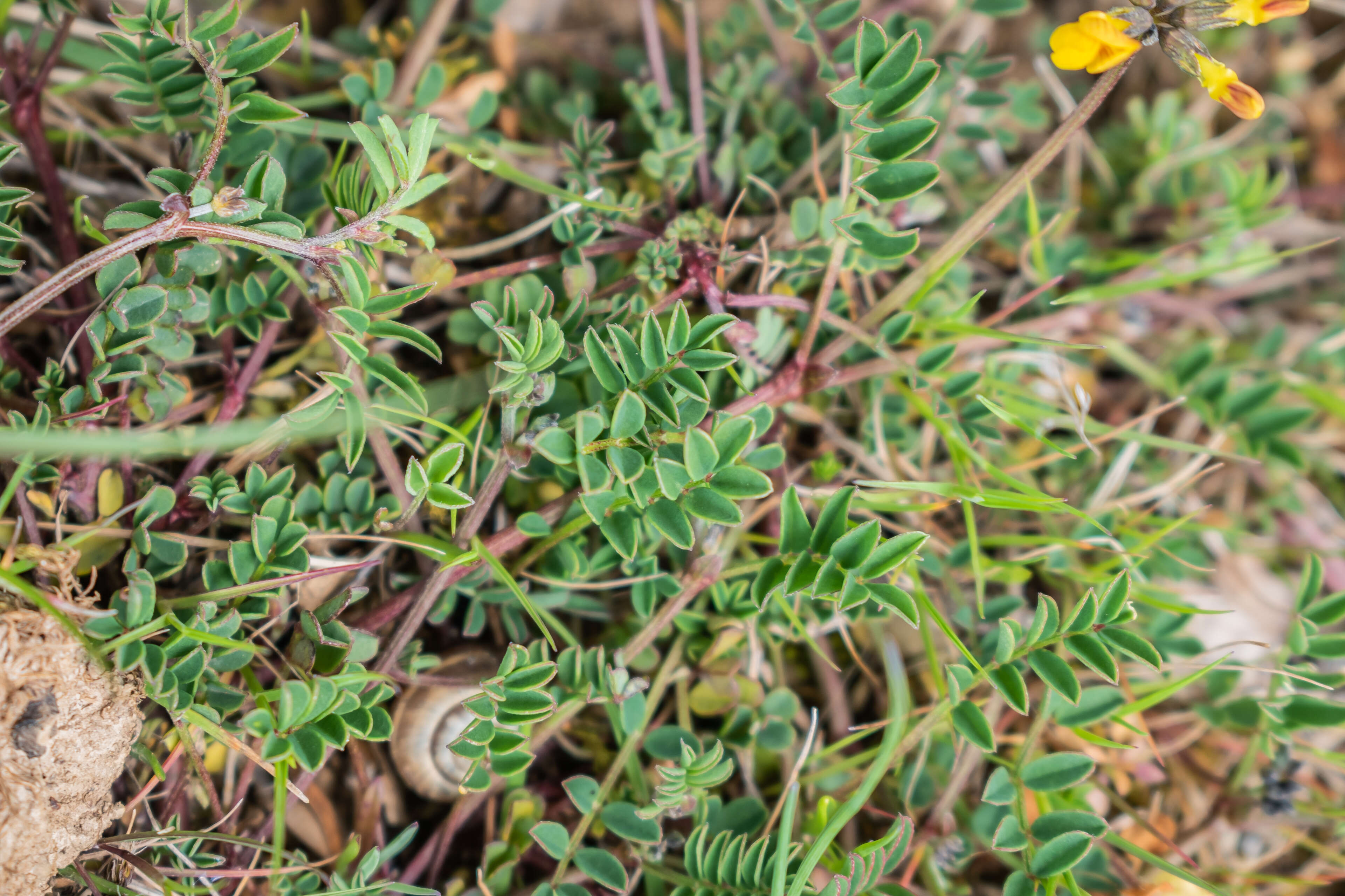 Image of Common Bird's-foot-trefoil