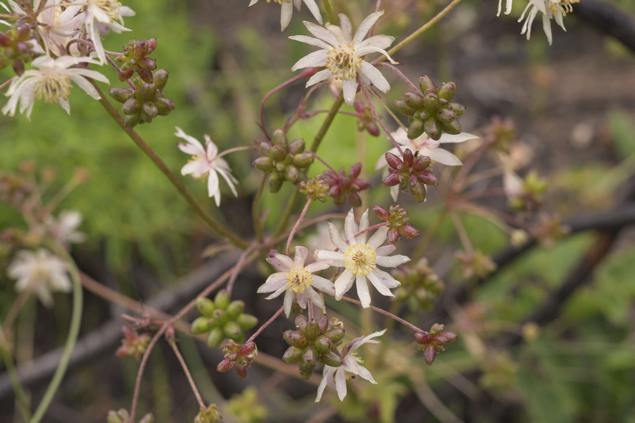 Image of Knowltonia vesicatoria (L. fil.) Sims