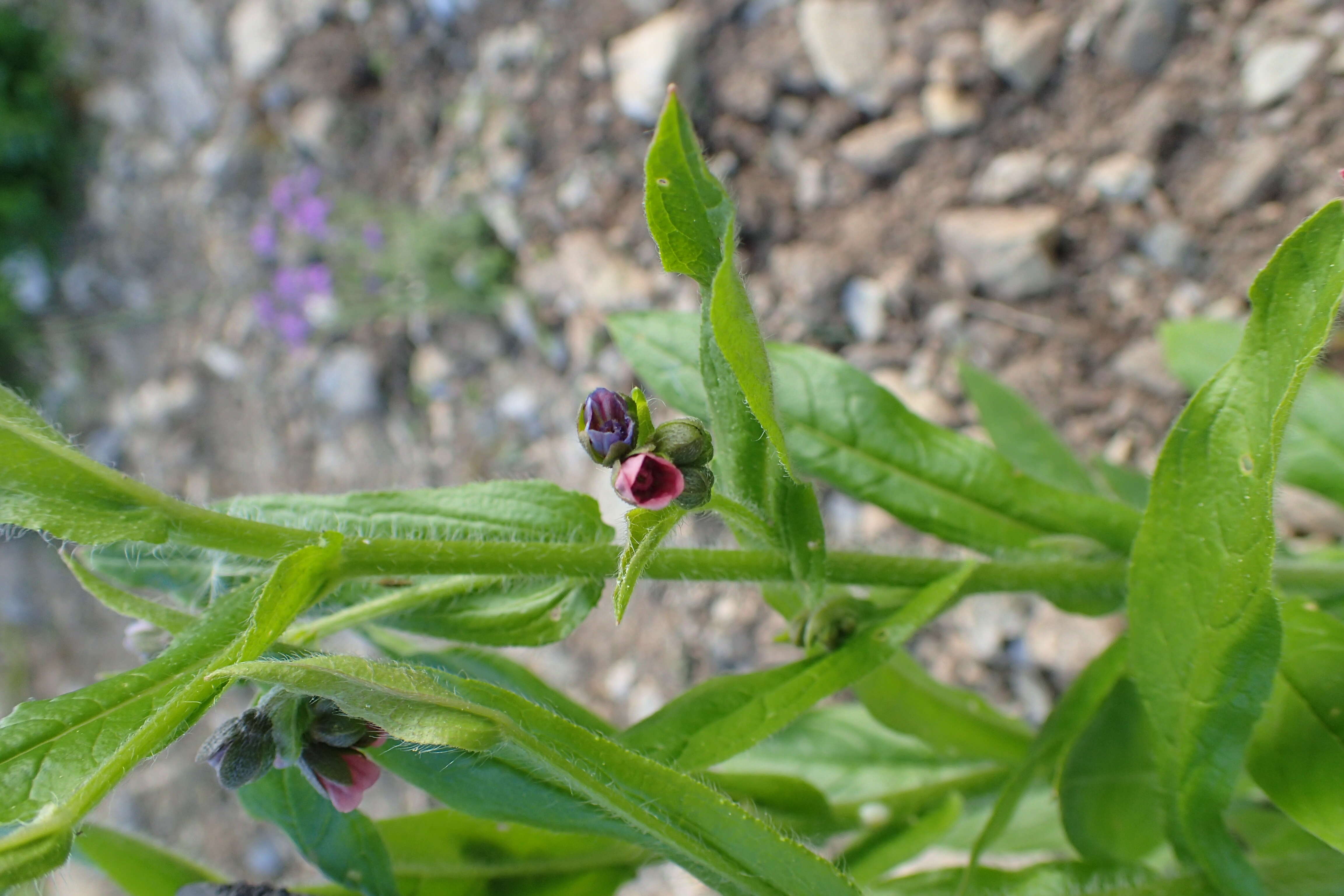 Image of Green Hound's-tongue