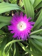 Image of Cleretum bellidiforme (Burman fil.) G. D. Rowley